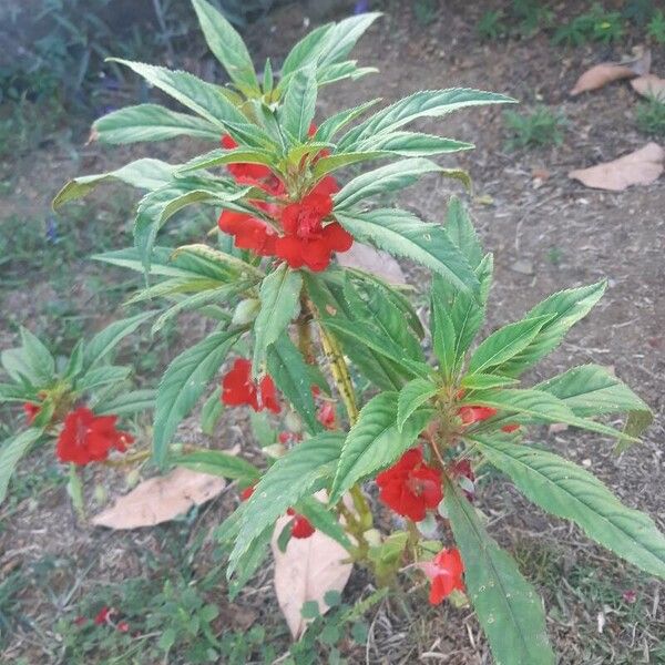 Impatiens balsamina Fiore