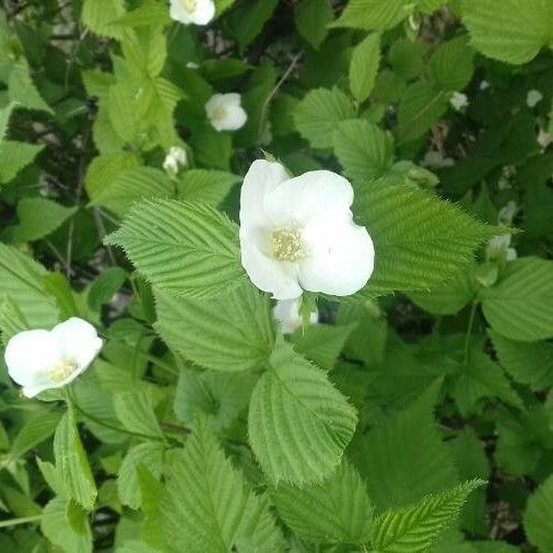 Rhodotypos scandens Λουλούδι