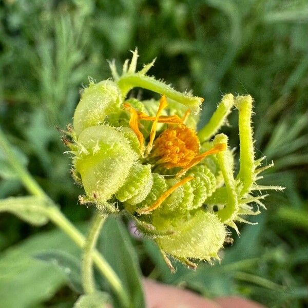 Calendula arvensis Plod