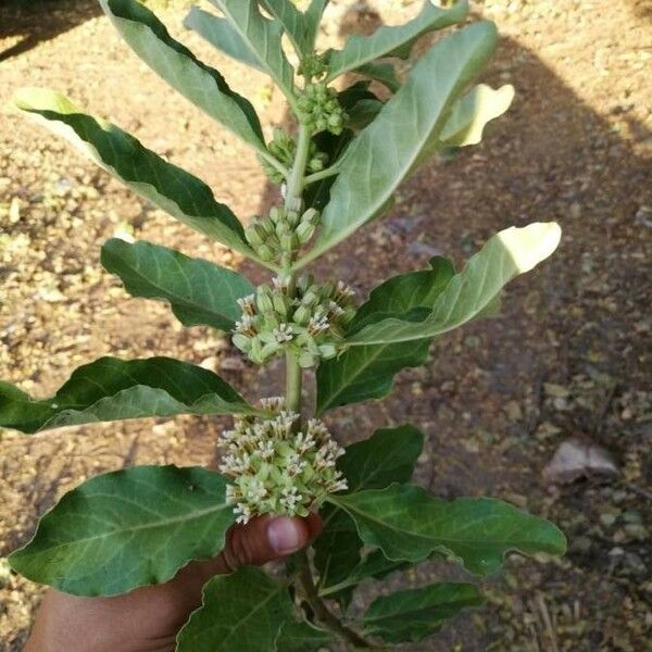 Asclepias viridiflora Кветка