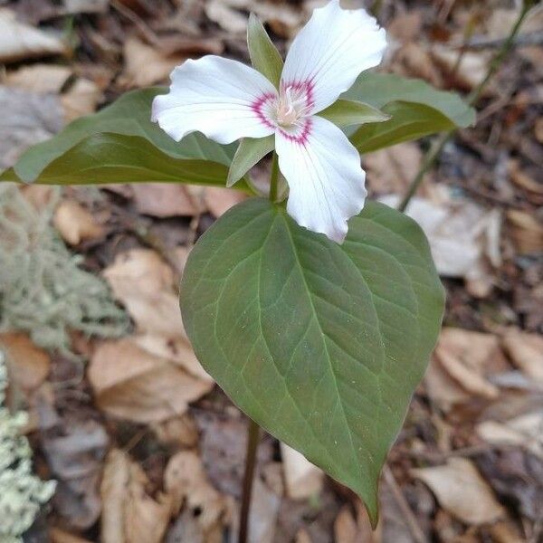 Trillium undulatum Žiedas