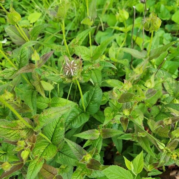 Monarda bradburiana Leaf