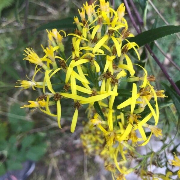 Senecio ovatus Flower