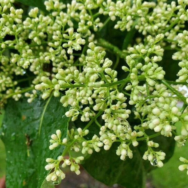 Ligustrum lucidum Flower