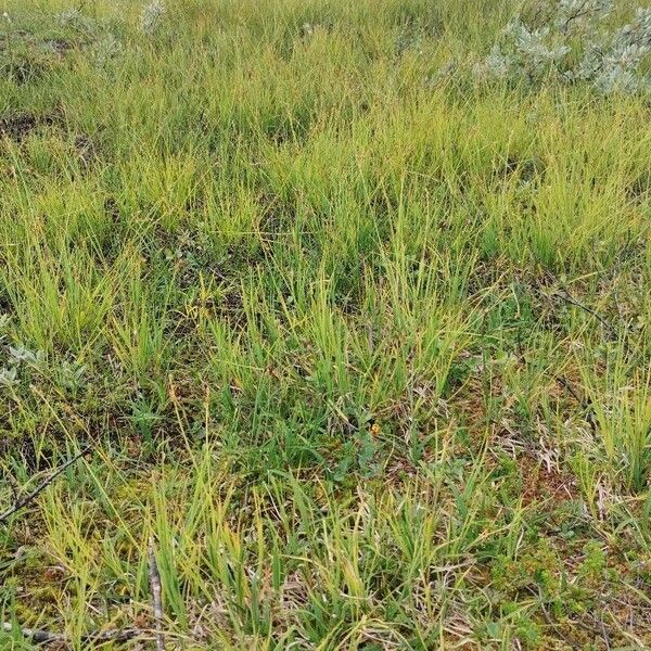 Carex rupestris Hàbitat