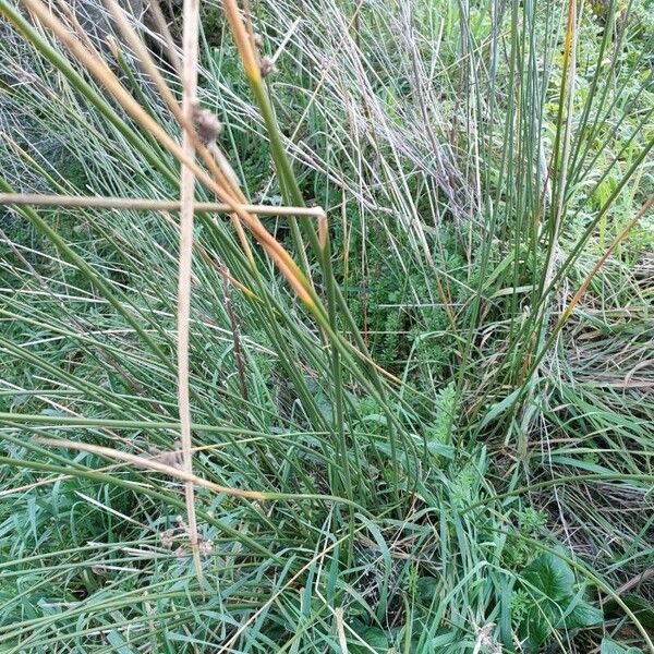 Juncus effusus Hostoa