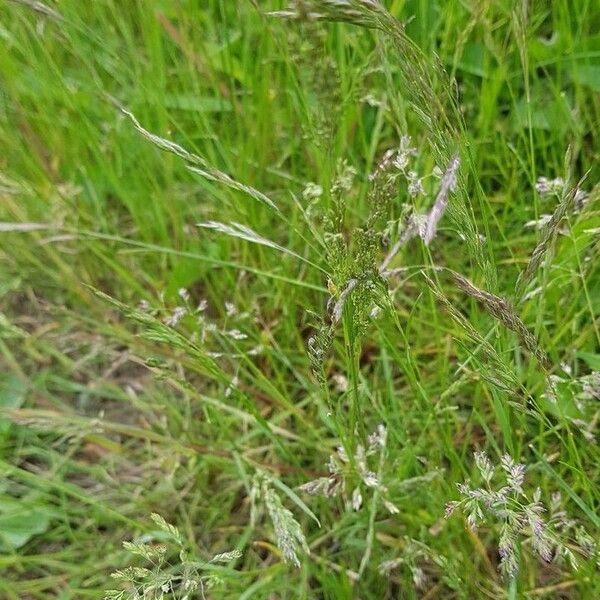 Poa pratensis Blüte