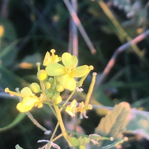 Rorippa sylvestris ফুল