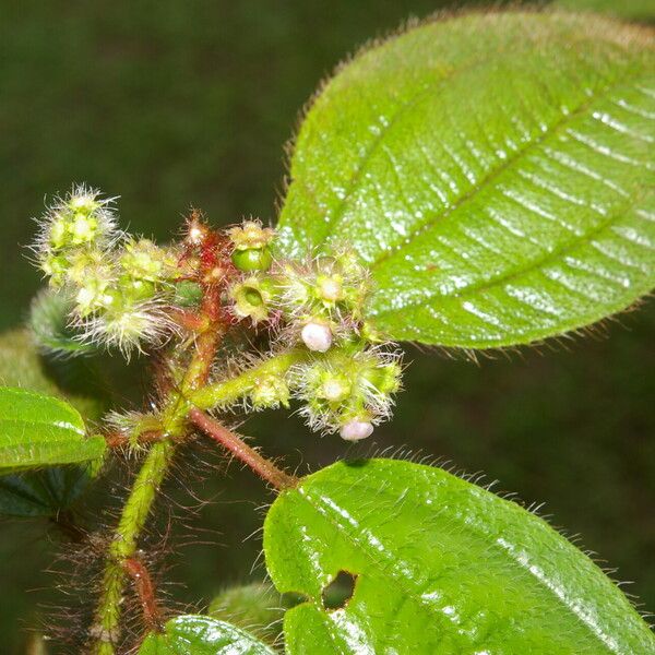 Miconia lacera برگ