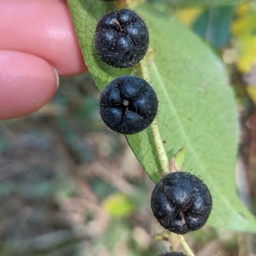 Gaultheria shallon Frukto