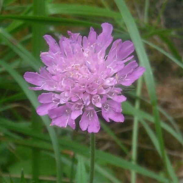 Knautia dipsacifolia Flower