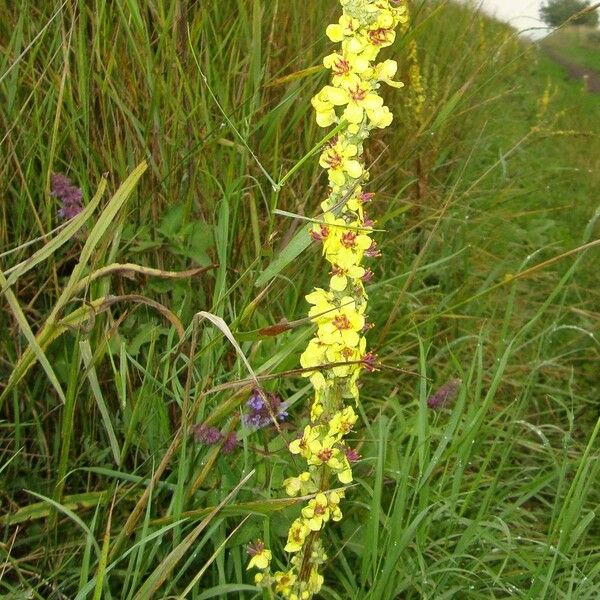 Verbascum nigrum Flor