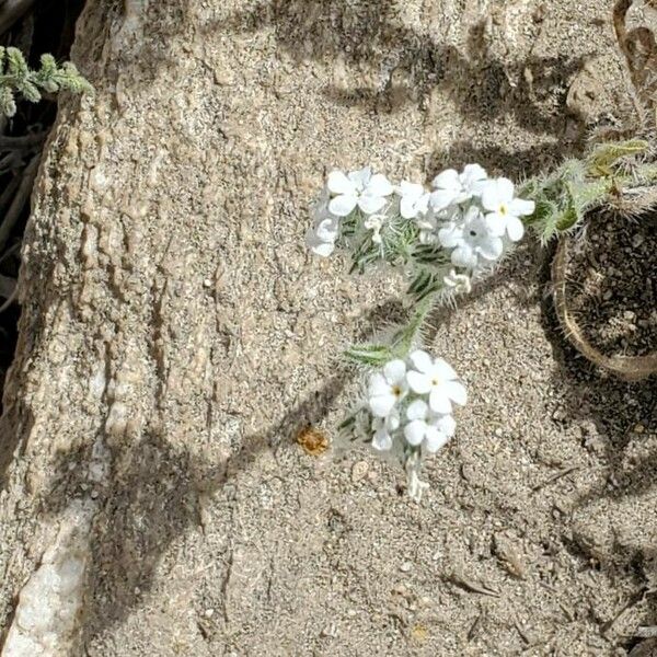 Cryptantha clevelandii Blomst