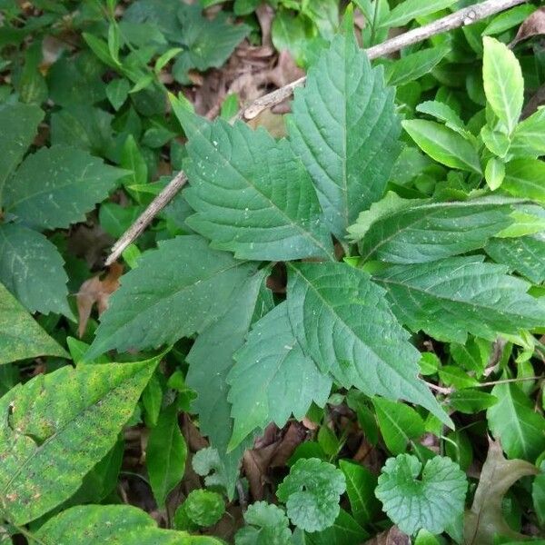 Lycopus virginicus Leaf