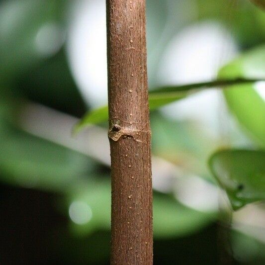 Boehmeria japonica Bark