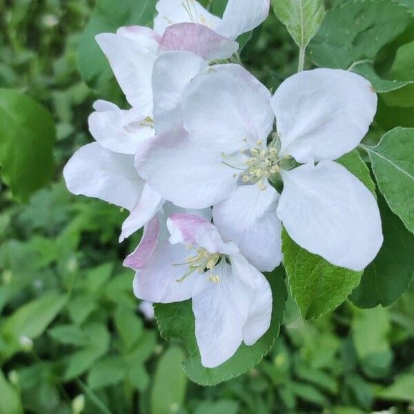 Malus spectabilis 果実