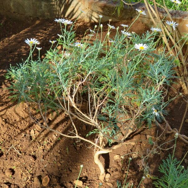 Argyranthemum foeniculaceum Hábito