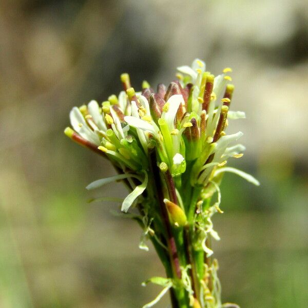 Turritis glabra Квітка