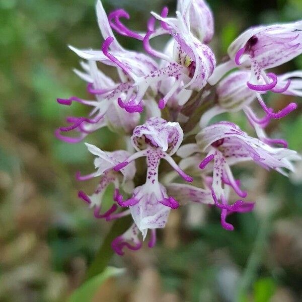 Orchis simia 花