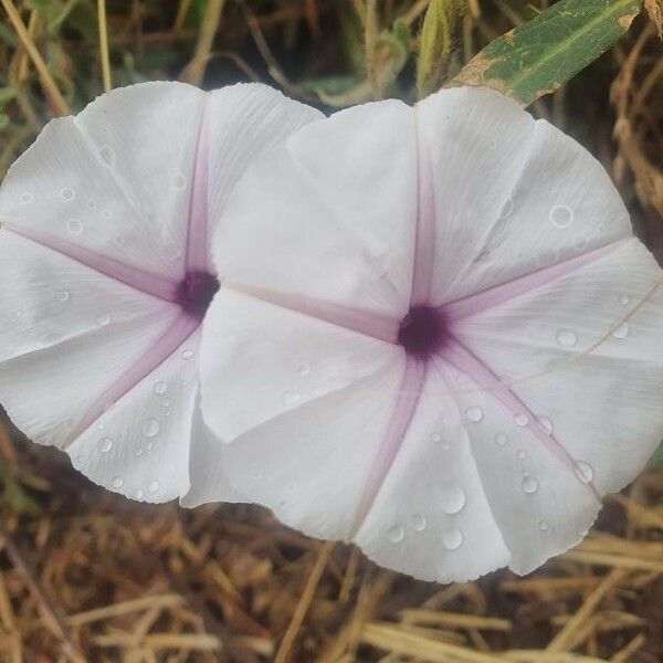 Ipomoea mombassana Žiedas