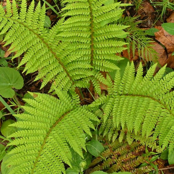 Polystichum setiferum 葉