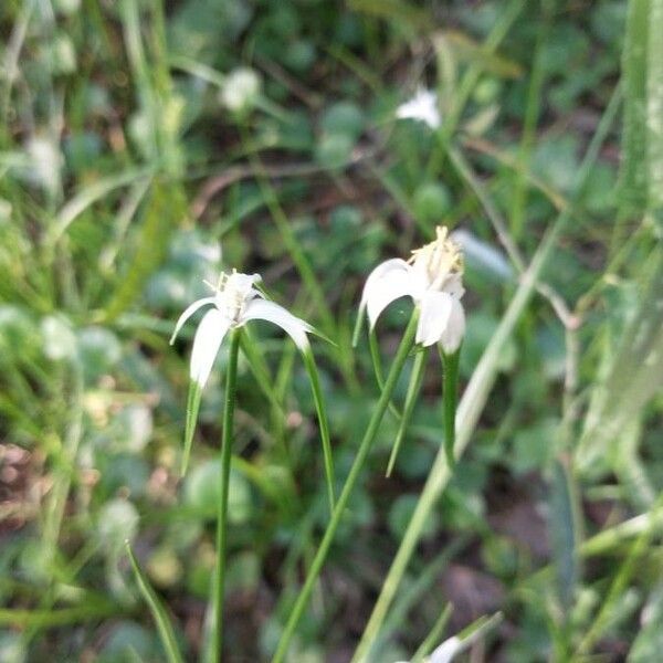 Rhynchospora colorata Blüte