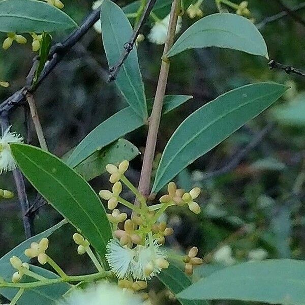Acacia myrtifolia ഇല