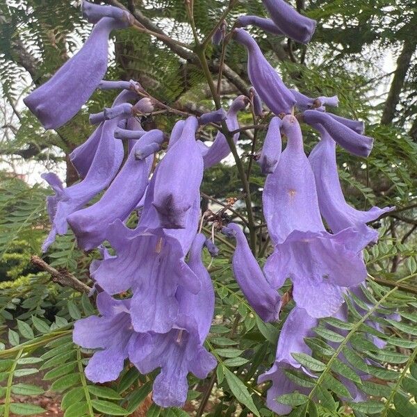 Jacaranda mimosifolia 花