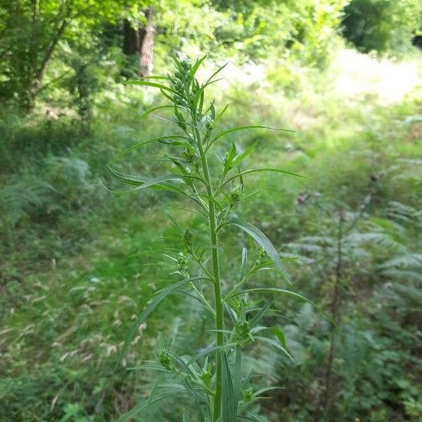 Conyza canadensis Leht