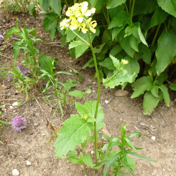 Raphanus raphanistrum Habit