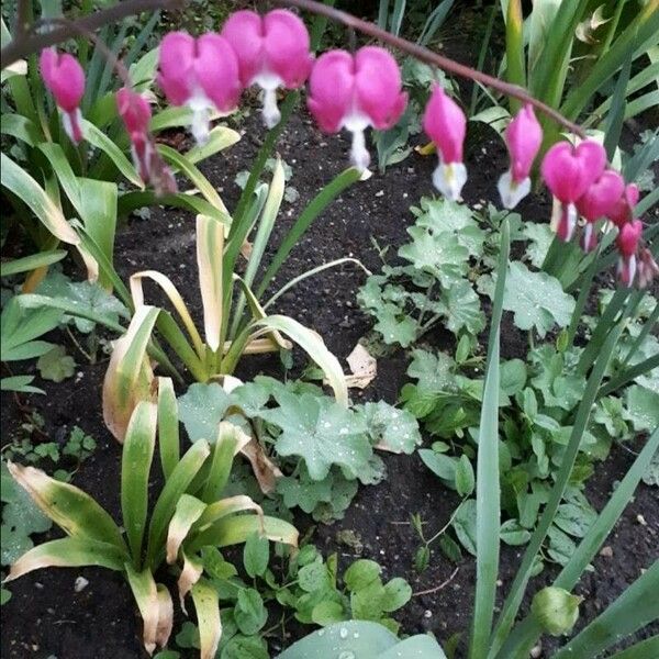 Lamprocapnos spectabilis Flors