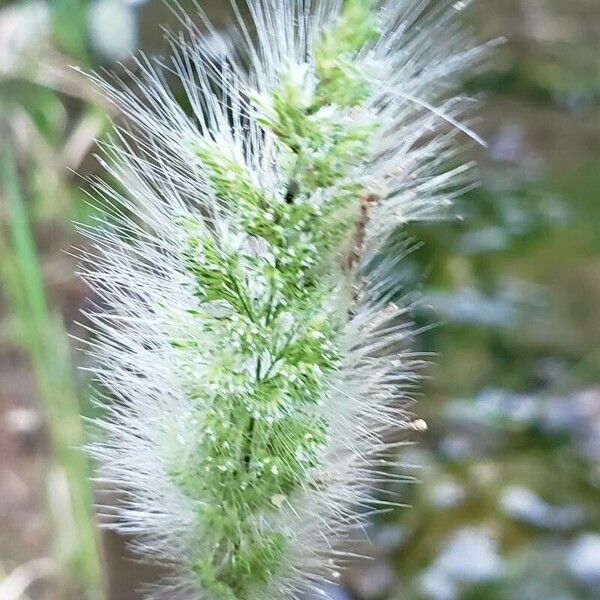 Polypogon monspeliensis Цветок