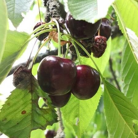 Prunus avium Fruit