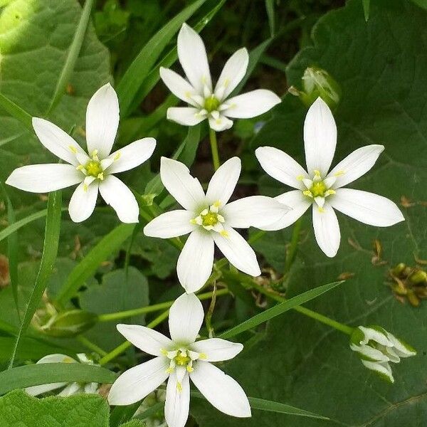 Ornithogalum divergens फूल