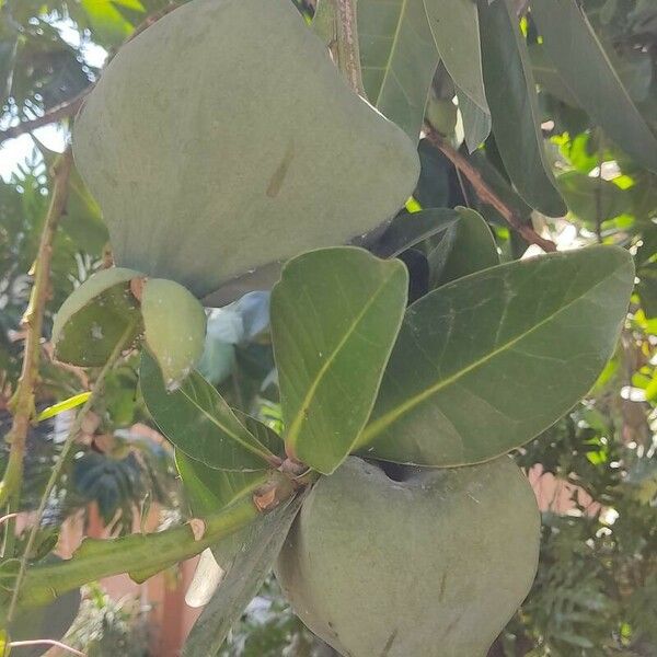 Barringtonia asiatica Deilen