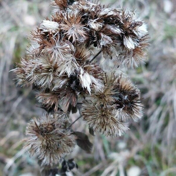 Inula conyza Frucht