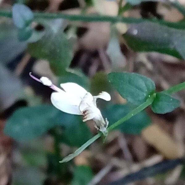 Andrographis paniculata Λουλούδι