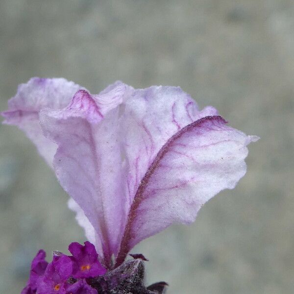 Lavandula stoechas Цветок