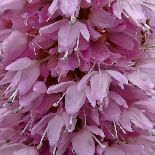 Bistorta officinalis Flower