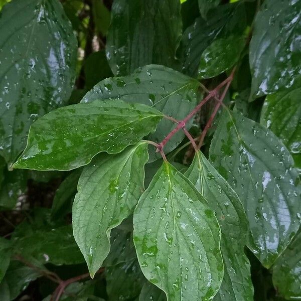 Cornus sanguinea 葉