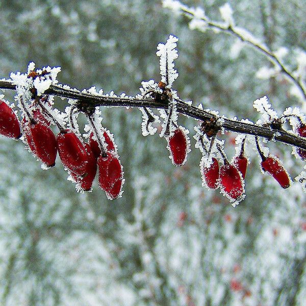 Berberis vulgaris Ffrwyth