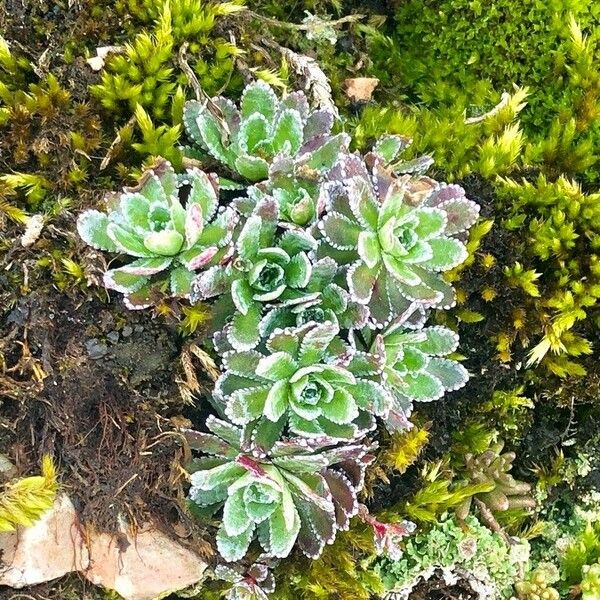 Saxifraga paniculata Frunză