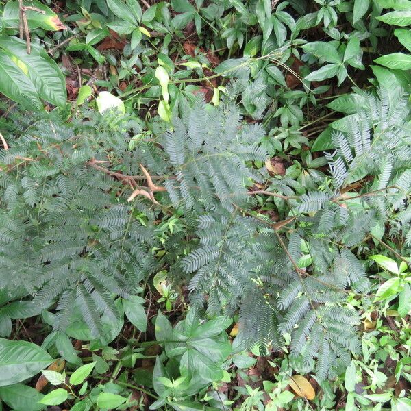 Acacia cornigera Fuelha