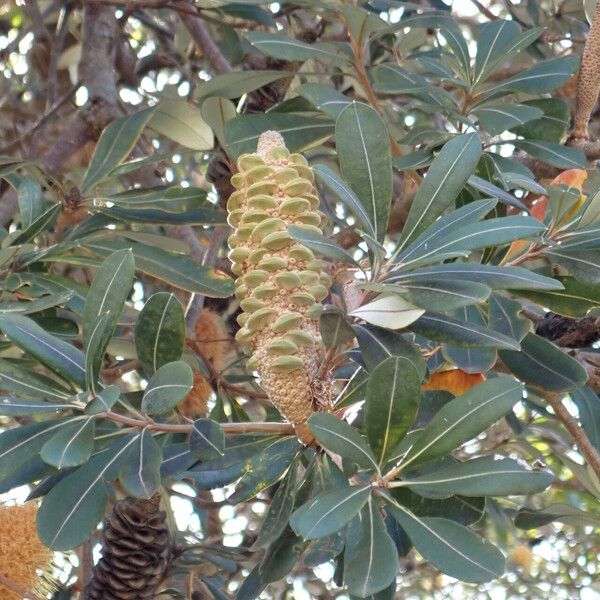 Banksia integrifolia Frucht