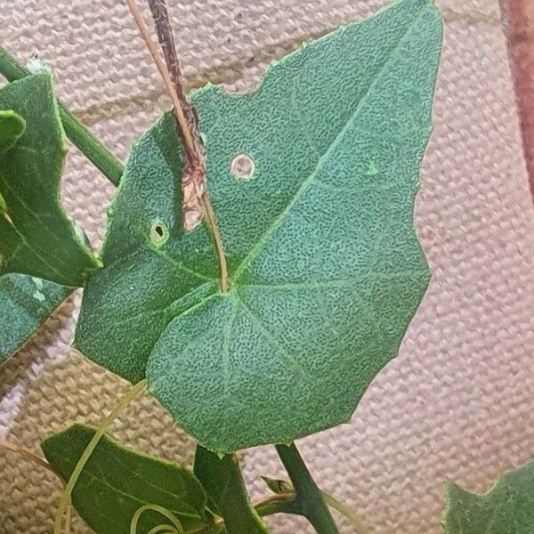 Momordica boivinii Leaf