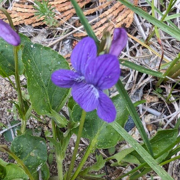 Viola adunca Flor