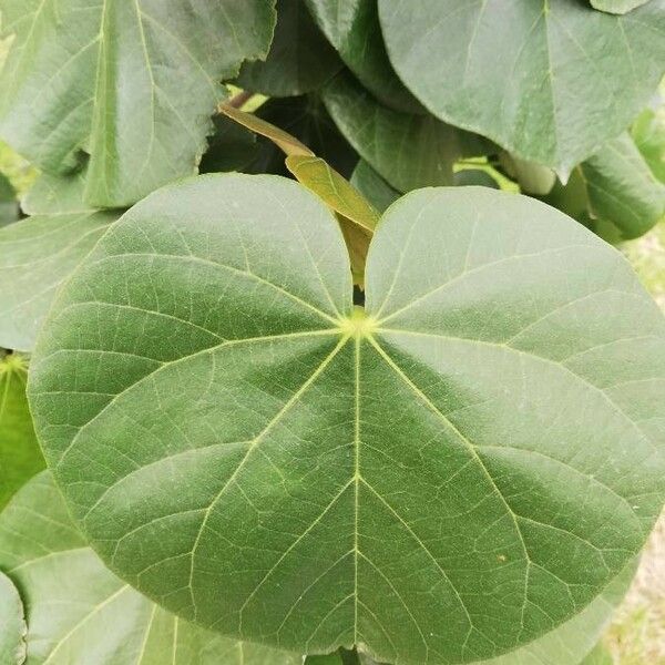 Hibiscus tiliaceus Leaf