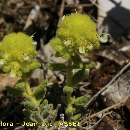 Teucrium rouyanum Blomma