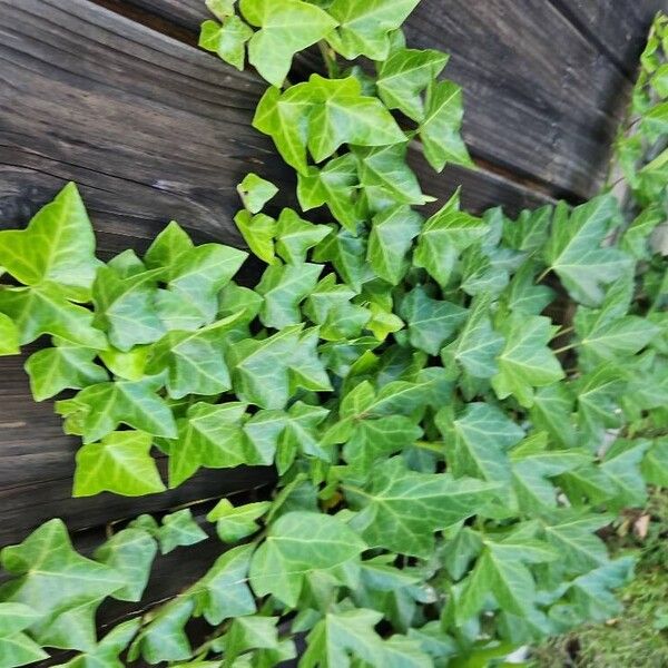 Hedera hibernica Hostoa