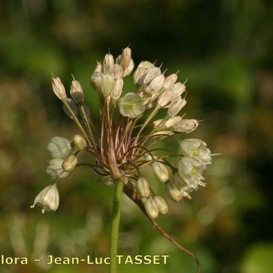 Allium pallens Květ
